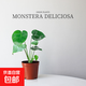 龜背竹盆栽客廳室內大葉植物小苗花卉耐除甲醛好養桌面綠植 小龜背竹30cm基地原盆 無(wú)規格