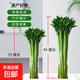 龍竹水培帶根植物室內辦公桌面綠植盆栽水養植物花卉懶人好養易活 龍竹40cm高4支 【文曲顯達 金榜題名 】
