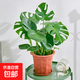 龜背竹客廳綠植室內大盆栽辦公室植物盆景好養活四季常青 龜背竹40厘米2顆苗（原盆） 含盆