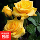 陽(yáng)臺盆栽月季花四季開(kāi)花室內外庭院玫瑰花樹(shù)苗耐寒耐旱灌木月季 黃玫瑰 原盆原土