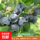 藍莓樹果苗陽臺四季盆栽果樹苗特大藍莓苗南北方室外種植當(dāng)年結(jié)果 薄霧5年苗【南方種植 當(dāng)年結(jié)果】