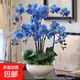 蝴蝶蘭花苗盆栽室內觀(guān)花植物桌面陽(yáng)臺年宵花卉四季開(kāi)花綠植花卉 藍精靈單棵苗【不帶花含育苗杯】