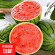 正宗小糖丸西瓜手剝薄皮小西瓜袖珍瓜脆甜多汁整箱 小糖丸帶箱4-5斤(1-2粒)
