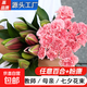 教師節花束玫瑰百合花康乃馨鮮花云南基地直發(fā)七夕母親節禮物 粉色康乃馨10枝+隨機百合6朵