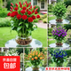 濃香水培玫瑰花室內懶人水培植物水養辦公室綠植盆栽 混發(fā)5種球