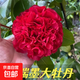 香妃茶花盆栽樹(shù)苗山茶花花苗室內植物好養五色赤丹帶花苞四季開(kāi)花 克瑞墨8年茶花 精品發(fā)貨