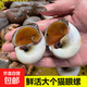貓眼螺鮮活速凍大香螺特大新鮮野生貓眼螺沙螺白玉螺海螺生鮮 500g