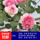 1米6大苗薔薇花苗藤本月季花爬藤植物耐寒無(wú)刺花卉盆栽玫瑰重瓣 羅衣  四季開(kāi)花 大花濃香 精品大苗1.5-1.6米高（花期帶花發(fā)貨）