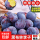 新鮮黃肉陜西黑布林酸甜多汁現摘現發(fā) 中果(60g--80g)收到催熟 5斤黑布林