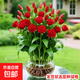 濃香水培玫瑰花室內懶人水培植物水養(yǎng)辦公室綠植盆栽 紅色 5顆種球