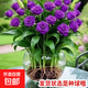 濃香水培玫瑰花室內懶人水培植物水養(yǎng)辦公室綠植盆栽 紫色 5顆種球