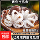 免清理迷你八爪魚(yú)新鮮冷凍章魚(yú)網(wǎng)紅爆頭鹽揉小八爪魚(yú)鮮活速凍生鮮 迷你小八爪 500g(凈重）