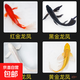 中國紅冷水淡水觀(guān)賞魚(yú)錦鯉魚(yú)活魚(yú)金魚(yú)小型好養紅鯉魚(yú)純種小錦鯉 6-8CM黑白黃紅【龍鳳】各一條
