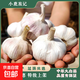 特大河南大蒜頭調(diào)料蒜蓉2025年新蒜頭蔬菜 剪須剪莖精修蒜（60mm - 70mm特級） 1斤【當(dāng)季干蒜 小份嘗鮮】