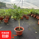 香水檸檬樹樹苗盆栽帶果可食用陽臺(tái)庭院種植四季結(jié)果廣東青檸檬苗 香水檸檬樹-小棒棒糖中苗60-70cm_當(dāng)年結(jié)果