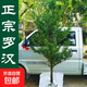 羅漢松樹(shù)苗大樹(shù)庭院盆栽大小葉雀舌羅漢松造型室內(nèi)外種植 正宗羅漢松【帶土球發(fā)貨】 直徑2厘米粗1.2米高