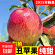 產(chǎn)地直發(fā)云南昭通丑蘋(píng)果新鮮冰糖心丑蘋(píng)果紅富士孕婦水果當季脆甜 5斤裝中果（70-80mm）