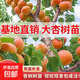 杏樹(shù)果苗嫁接早熟甜杏子盆栽地栽南方北方種植帶土球庭院果樹(shù) 巨蜜王杏樹(shù)五年苗【1-1.5公分粗當年少結果】 50-150cm