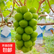 陽(yáng)光玫瑰葡萄無(wú)籽香印青提禮盒產(chǎn)地直發(fā)新鮮采摘 3斤精品特大果【12-18g】