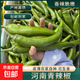 河南青辣椒尖椒牛角椒中辣皮薄飽滿(mǎn)清脆辣椒炒肉下飯菜 【香辣】帶箱1斤
