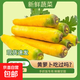 【真便宜】新疆冰糖心金黃胡蘿卜水果蘿卜新鮮蔬菜手抓飯直播間 黃胡蘿卜 含箱500g