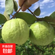 福建奶油白心珍珠芭樂(lè )福建脆甜番石榴老少皆宜 5斤大果