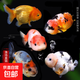 精品金魚(yú)觀(guān)賞魚(yú)自來(lái)水養不死鴻運當頭好養耐活魚(yú)冷水招財魚(yú)風(fēng)水魚(yú) 精品隨機蘭壽 7-9厘米6條