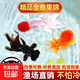 精品金魚(yú)觀(guān)賞魚(yú)自來(lái)水養不死鴻運當頭好養耐活魚(yú)冷水招財魚(yú)風(fēng)水魚(yú) 吉祥三寶丹頂國獅龍睛隨機組合 7-9厘米3條