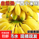 【產(chǎn)地直發(fā)】廣西小米蕉現摘新鮮水果沐風(fēng)酸甜拇指蕉自然成熟 小米蕉青蕉發(fā)貨 帶箱8斤