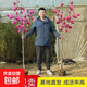 紫玉蘭花樹苗嬌紅玉蘭樹苗盆栽地栽綠化風(fēng)景耐寒玉蘭花苗庭院樹木 3公分粗【品種備注】帶土發(fā)貨1.4米高左右