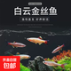 白云金絲魚(yú)活體冷水魚(yú)小型燈科草缸魚(yú)淡水魚(yú)新手闖缸魚(yú)不加溫新手好養易活 清道夫2條含1條備損
