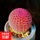 實(shí)生紅太陽(yáng)仙人球盆栽室內多肉植物無(wú)刺懶人名貴仙人掌開(kāi) 花綠植 紅太陽(yáng)1顆大【4-7cm高】 裸根不帶土