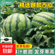 懶漢冰糖脆西瓜種子麒麟8424西瓜籽美都冰糖超甜多汁陽(yáng)臺樓頂種植 麒麟8424 20粒 1包