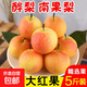 東北鞍山南果梨5斤 果園直發(fā) 重量 5斤