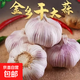 金鄉新干蒜新鮮品質(zhì)生鮮蔬菜調味料金鄉農家自種大蒜小果3.5-4.5 【嘗鮮】50g2頭