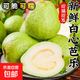 白心芭樂【送酸梅粉】番石榴水果當(dāng)季香甜軟巴樂果生鮮源頭發(fā)貨 一斤 帶箱重