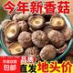 新香菇500g干貨無(wú)干燥劑商用涮鍋食材冬菇高山菇煲湯炒菜燒烤散裝 250g干香菇