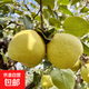 正宗碭山酥梨冰糖新鮮水果中秋月送禮老樹(shù)脆甜優(yōu)農新1 帶箱3斤中果（凈重2.7斤） 200g+