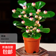 菩提樹(shù)盆栽小盼菩提盆景帶果中式禪意桌面擺件室內創(chuàng  )意好養綠植物 原盆菩提（帶果發(fā)貨）