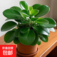 金鉆綠公主盆栽帶花苞黃金葛蘿水培植物辦公室內花卉綠植四季好養 圓葉金鉆1盆