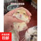 活體通心粉鼠幼崽寵物鼠活物北非肥尾沙鼠宿舍小寵包活家養寵物鼠 通心粉鼠母1只