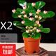菩提樹(shù)盆栽小盼菩提盆景帶果中式禪意桌面擺件室內創(chuàng  )意好養綠植物 2盆 帶果發(fā)貨/原盆菩提