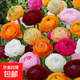 進(jìn)口花毛茛種球洋牡丹重瓣種球開(kāi)大花室內外陽(yáng)臺盆栽大棚植物花卉 進(jìn)口-花毛茛【重瓣】顏色隨機 【精選 5球】+肥