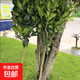 度尾文旦柚子樹(shù)苗嫁接南方北方庭院地栽盆栽特大柚子果樹(shù)果苗 5年苗 81cm(含)-110cm(含)