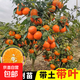 廣西武鳴沃柑橘子樹(shù)苗正宗091無(wú)核無(wú)籽柑橘樹(shù)苗南方種橘子果樹(shù)苗 5年苗 81cm(含)-110cm(含)