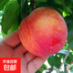 大紅袍李子樹(shù)苗脆李紅布林李子苗南北方種植耐寒果樹(shù)苗嫁接李子苗 5年苗 81cm(含)-110cm(含)