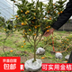 脆皮金桔樹(shù)樹(shù)苗南北方種植盆栽地載嫁接金橘樹(shù)可食用金桔果樹(shù)苗 7年苗 81cm(含)-110cm(含)