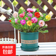 養(yǎng)不死的重瓣太陽(yáng)花苗帶根帶花苞發(fā)貨盆栽花卉陽(yáng)臺(tái)四季開(kāi)花綠植 混色重瓣9-12個(gè)顏色 30枝