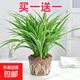 金邊吊蘭盆栽花卉植物室內陽(yáng)臺凈化空氣去甲醛小綠植水培垂吊客廳 【買(mǎi)一送一】精品金邊吊蘭