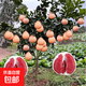 柚子樹(shù)苗紅心紅肉蜜柚嫁接果樹(shù)果苗南方北方種植三紅蜜柚果樹(shù)苗 10年苗 81cm(含)-110cm(含)